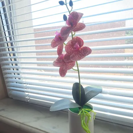 Lily Aparts شقة *